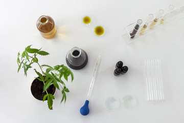 Marijuana plant and cbd oil in a laboratory