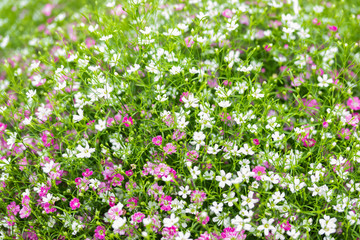Obraz na płótnie Canvas Closeup many little gypsophila pink and white flowers background