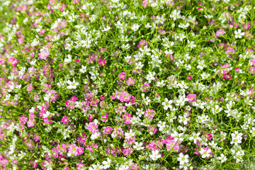 Closeup many little gypsophila pink and white flowers background