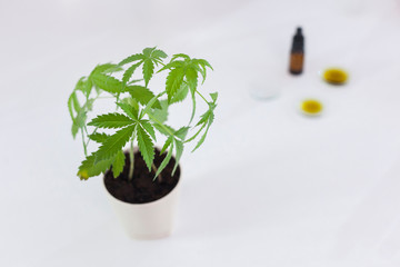 Marijuana plant and cbd oil in a laboratory