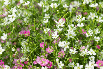 Closeup many little gypsophila pink and white flowers background