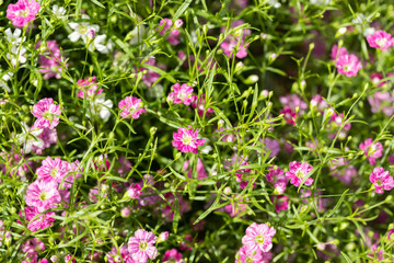 Fototapeta premium Closeup many little gypsophila pink and white flowers background