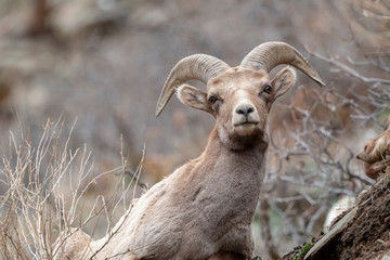 Bighorn Sheep Along the Platte River