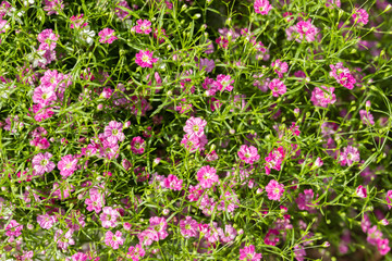 Closeup many little gypsophila pink and white flowers background