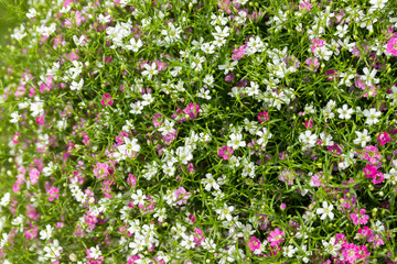Obraz premium Closeup many little gypsophila pink and white flowers background