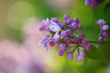 Obraz premium Branch of a purple lilac tree with small closed violet flowers