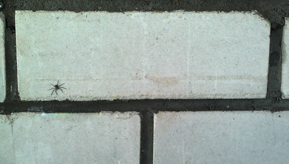 spider on a brick wall