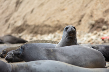 Fototapeta premium elephant seals on beach at Point Reyes