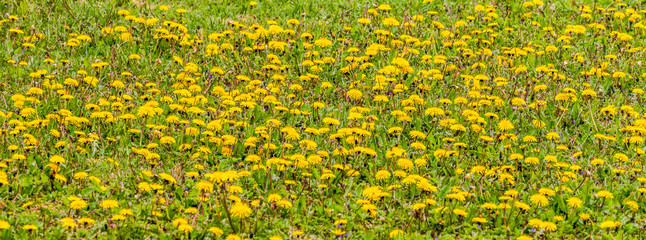 yellow dandelion field nearby, sharp focus centered, blurred around; one dandelion with white fluff; meadow with yellow flowers