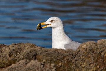 Fototapeta premium seagull with crab