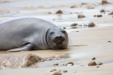 elephant seals on beach at Point Reyes
