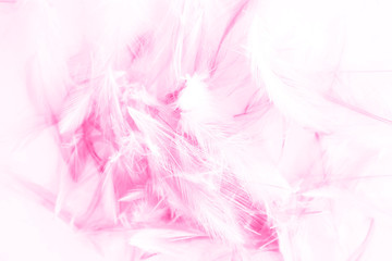 Beautiful abstract colorful white and pink light feathers wall pattern textures background and wallpaper art