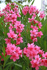 Nerium oleander