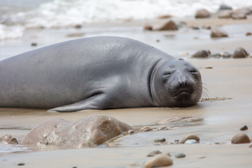 elephant seals on beach at Point Reyes