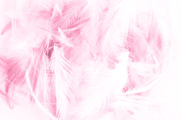Beautiful abstract colorful white and pink light feathers wall pattern textures background and wallpaper art