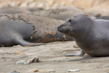 Fototapeta premium elephant seals on beach at Point Reyes