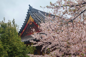 Traditional Japanese Architecture, Sensoji Temple, Asakusa; Tokyo, Japan with sakura and tree