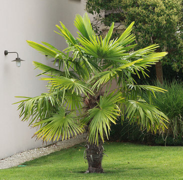 Palmier Chamaerops excelsa	