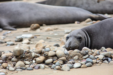 elephant seals on beach at Point Reyes