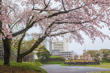 Spring season with sakura cherry blossom during raining with cityscape background in Sumpu castle park at Shizuoka prefecture, Japan