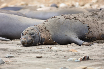 elephant seals on beach at Point Reyes