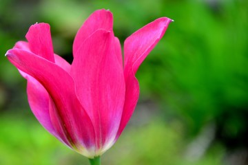 Obraz na płótnie Canvas Bright pink tulip in spring garden macro