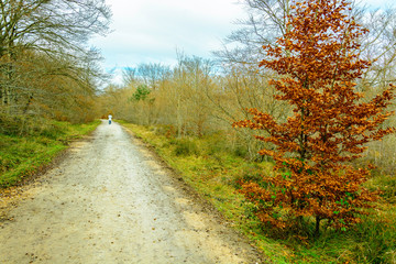 Caminos