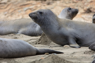 Fototapeta premium elephant seals on beach at Point Reyes