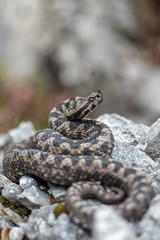 Longnosed Viper [Vipera ammodytes]