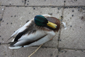 duck, a farm animal seen from above, walking on asphalt. the plumage of the head has a bright emerald green color