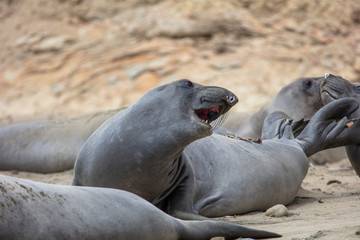 Fototapeta premium elephant seals on beach at Point Reyes