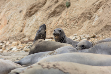 Fototapeta premium elephant Seals at Point Reyes 
