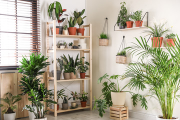 Fototapeta na wymiar Stylish room interior with different home plants