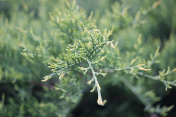 Beautiful branch of bush