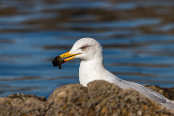 seagull with crab
