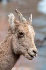 Bighorn Sheep Along the Platte River