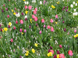 Colorful spring flower meadow, with differently colored tulips, yellow daffodils, white grape hyacinths. A many-colored floral spectacle