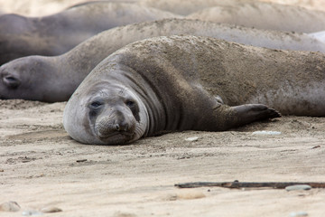 elephant seals at point Reyes