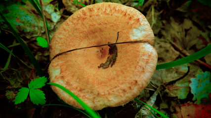 Mushroom in the forest