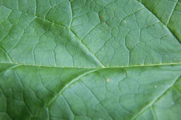 texture of leaf