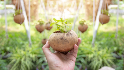 gardening new born green plant on coconut with dirty hand
