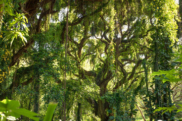 Obraz premium jungle trees 