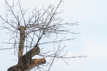 Top tree of dry wood with blue sky.