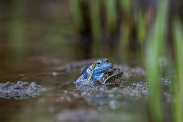 Moor frog [Rana arvalis]