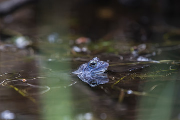 Moor frog [Rana arvalis]