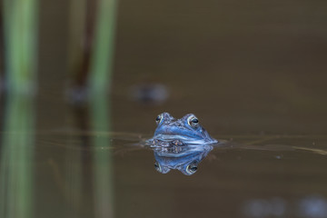 Moor frog [Rana arvalis]