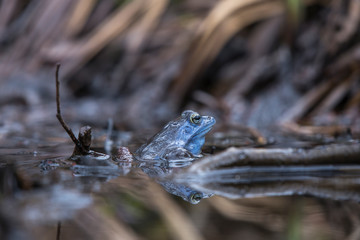 Moor frog [Rana arvalis]