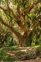 big tree in jungle 