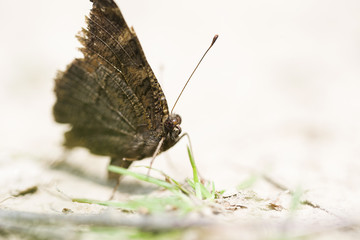 Beautiful Butterfly and colorful flowers in the garden
