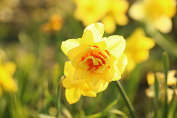 Closeup view of beautiful fresh daffodil on field, space for text. Blooming spring flowers